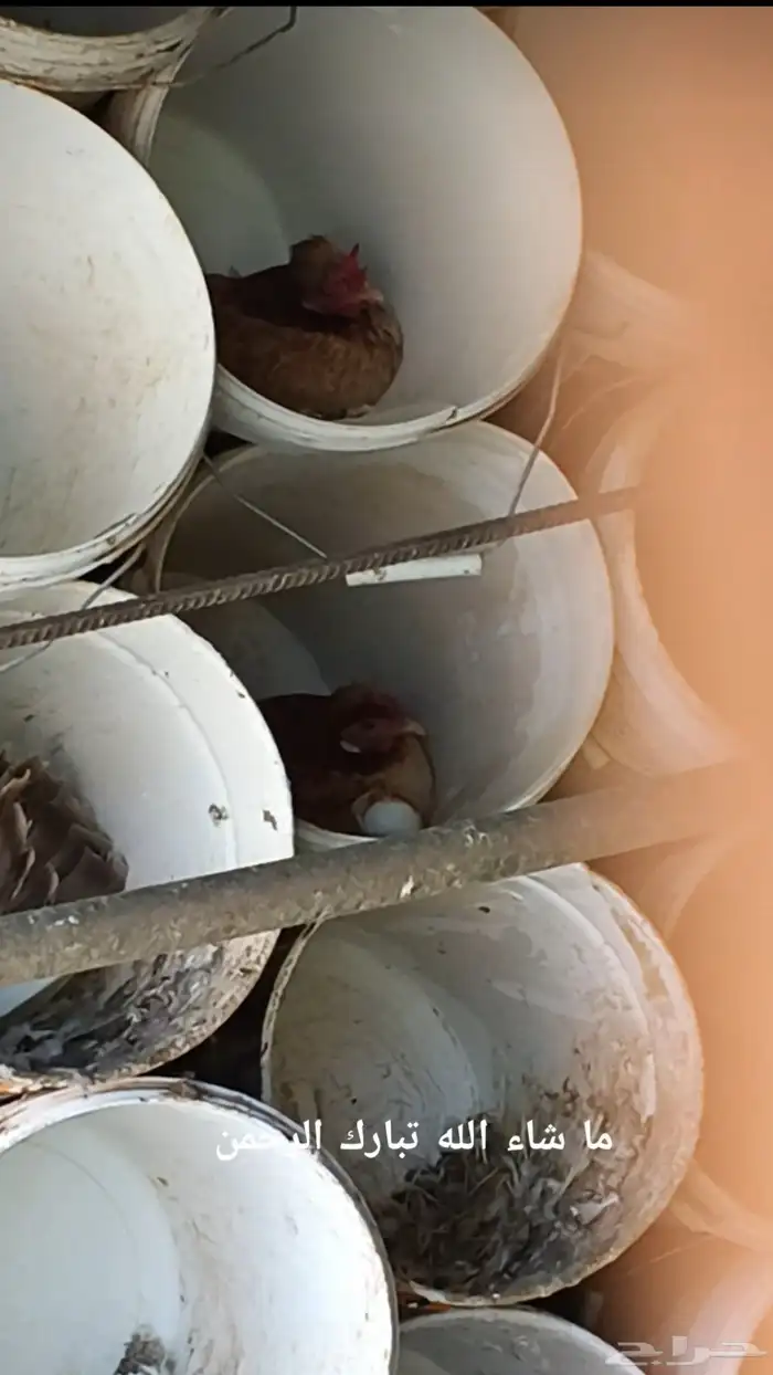 دجاج عربي 13