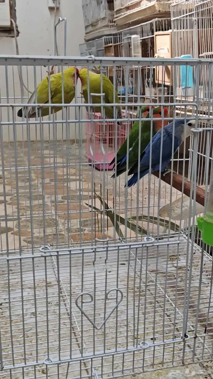 للبيع مجموعة طيور روز 1