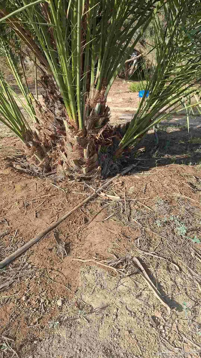 نخل طيب عربي و امريكي 2