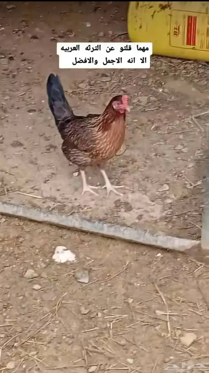 دجاج عربي 7