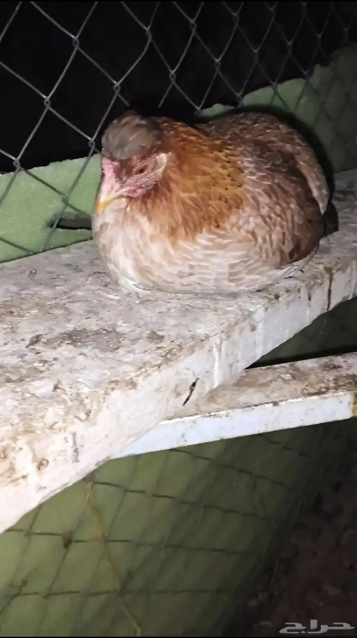 دجاج عربي 4