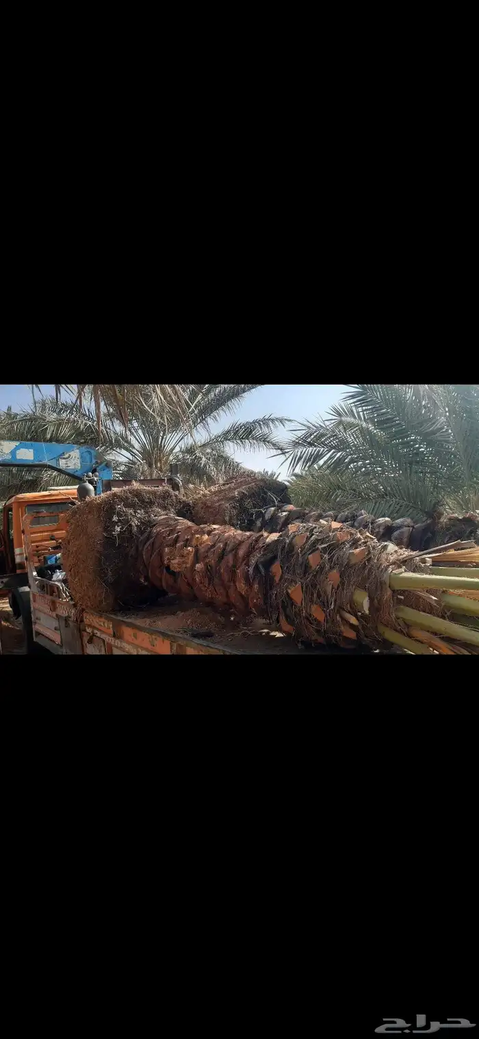 مقاول خلع وزرع نخيل في مناطق الجوف 3