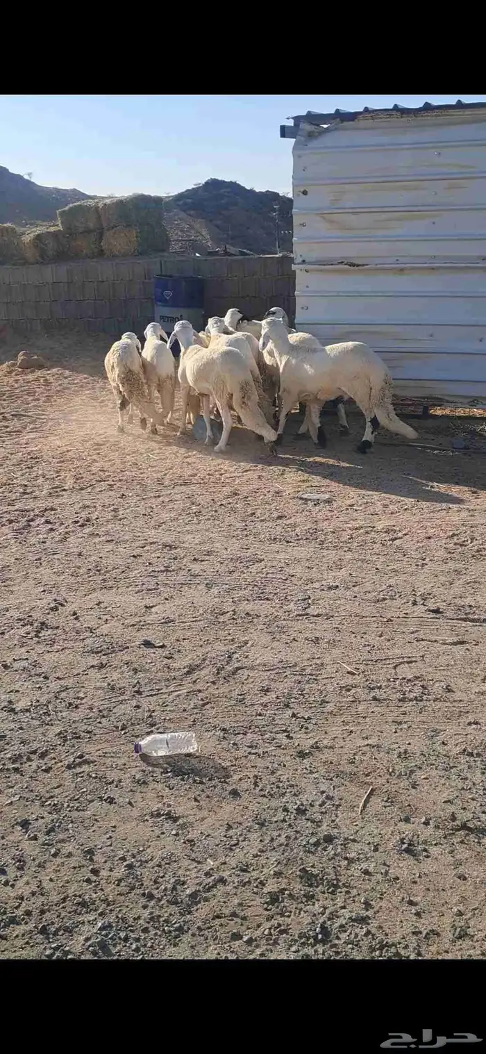 للبيع سواكن جذعان نضاف وفل شحم 2