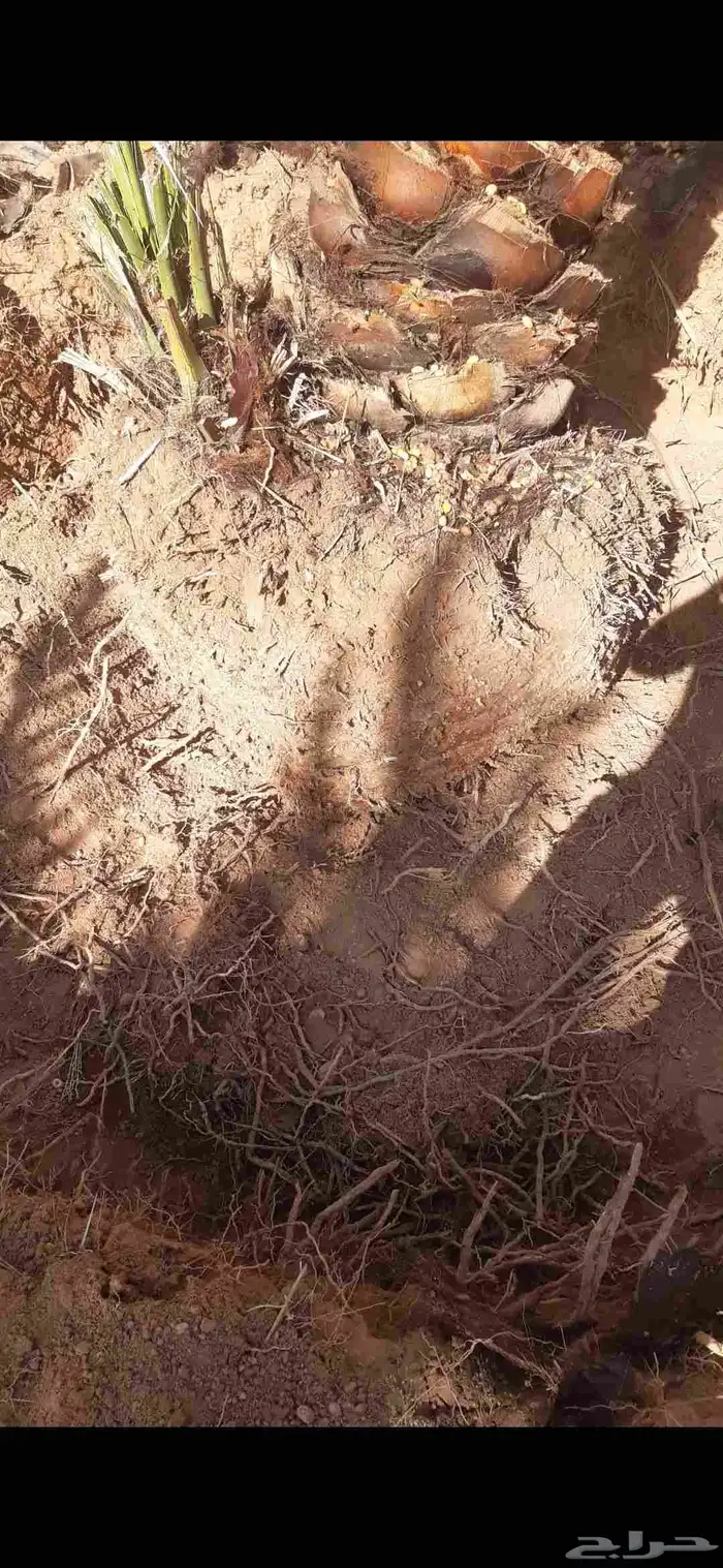 مقاول خلع وزرع نخيل في مناطق الجوف 2