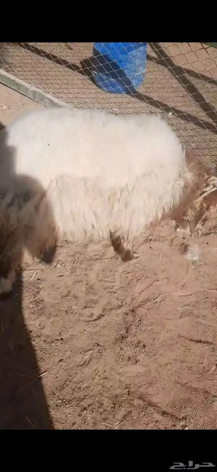 رخل نعيم 5 شهور 0