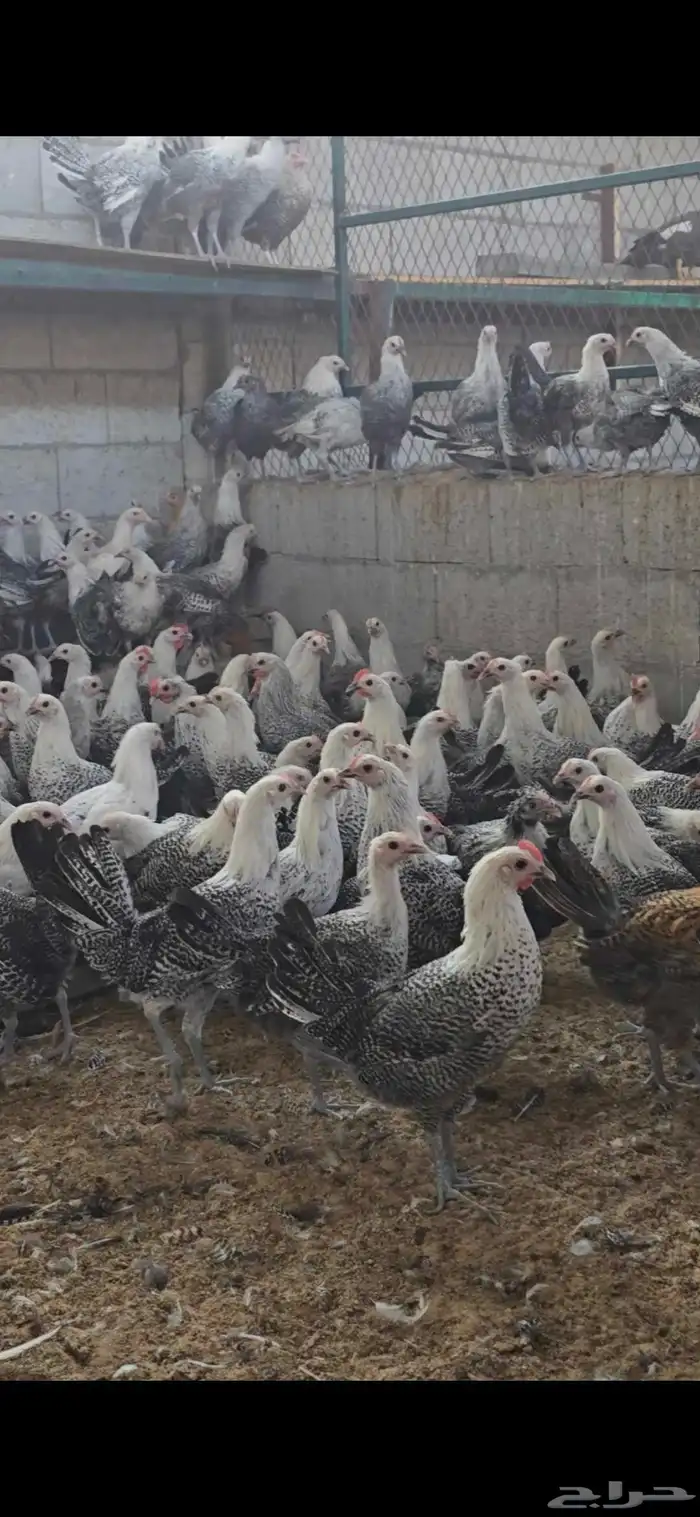 للبيع دجاج فيومي على وشك بيض العدد تقريبا 400 0