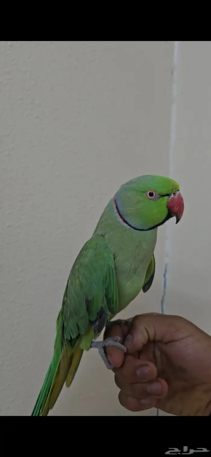 ذكر درة اليف متكلم للبيع ( تم البيع ) 1