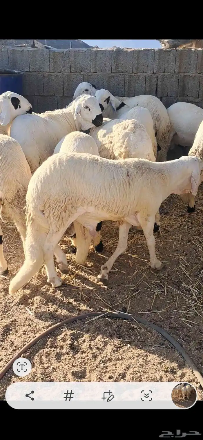 للبيع سواكن جذعان نضاف وفل شحم 3