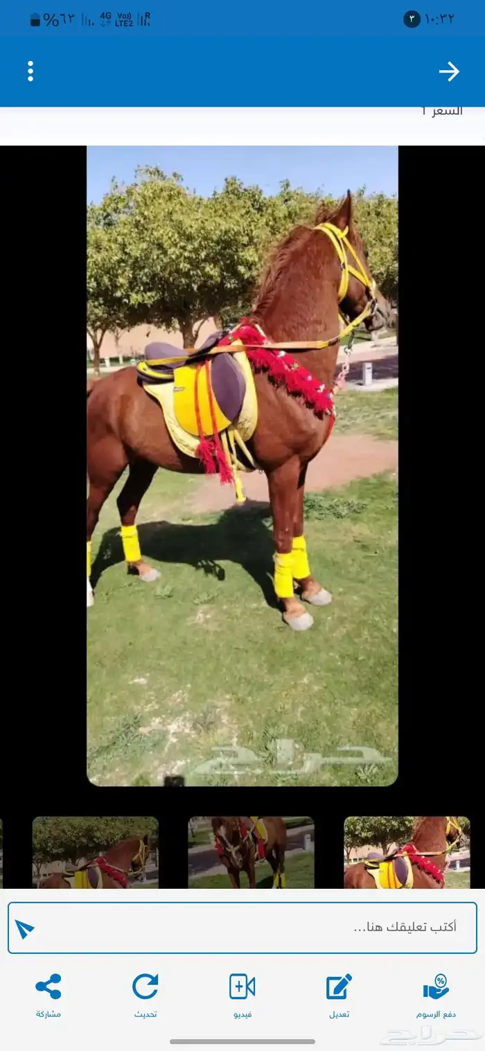 آجار جمال رحول ركبي وا خيول بي اليوم وا الاسبوع وا الشهر 5