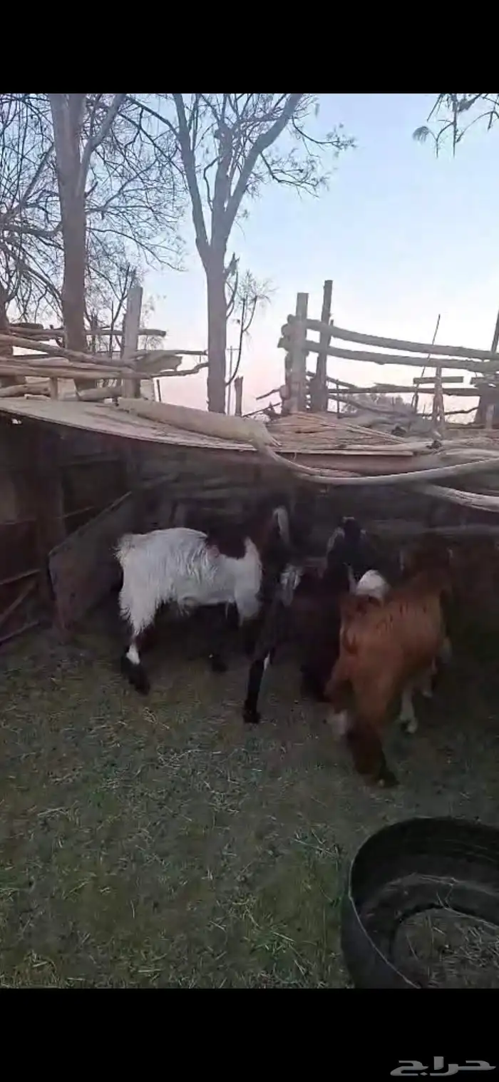 جفار للبيع 0