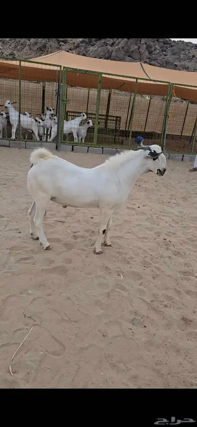 فحل اكحل صنف index