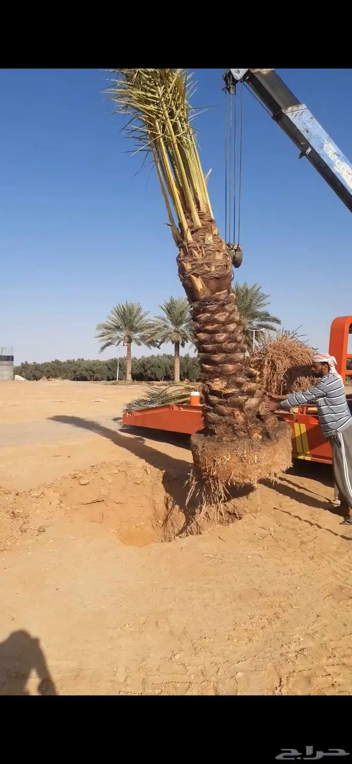 مقاول خلع وزرع نخيل في مناطق الجوف 4