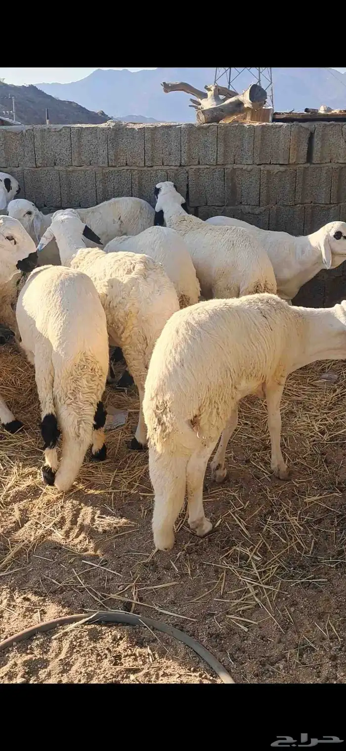 للبيع سواكن جذعان نضاف وفل شحم 0