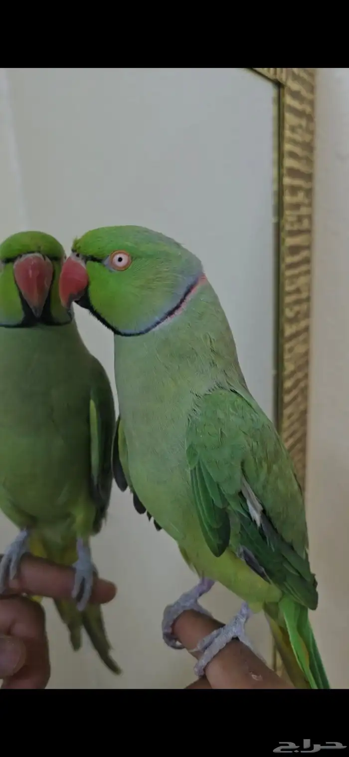 ذكر درة اليف متكلم للبيع ( تم البيع ) 0