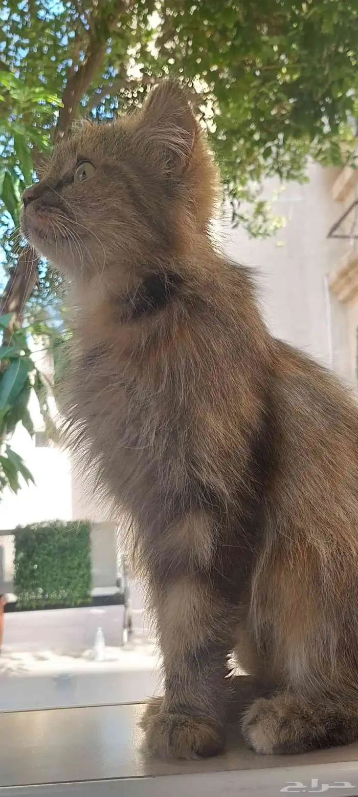 قطة أنثى أليفة للتبني بشكل عاجل 5