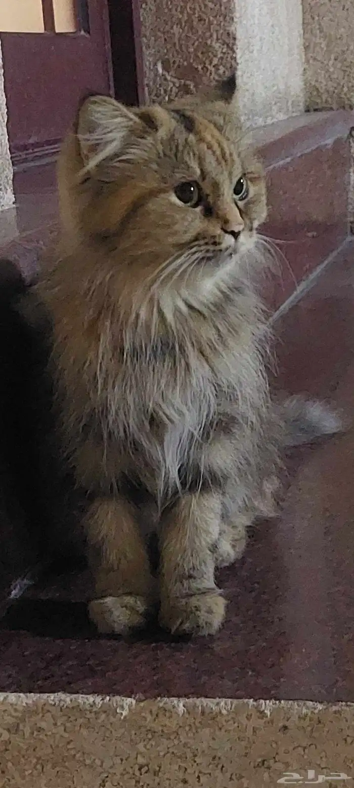 قطة أنثى أليفة للتبني بشكل عاجل 2