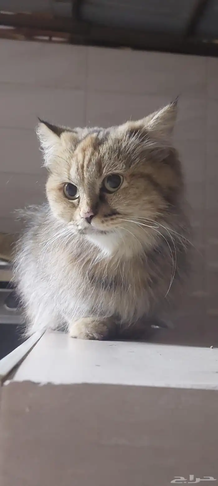 قطة أنثى أليفة للتبني بشكل عاجل 1