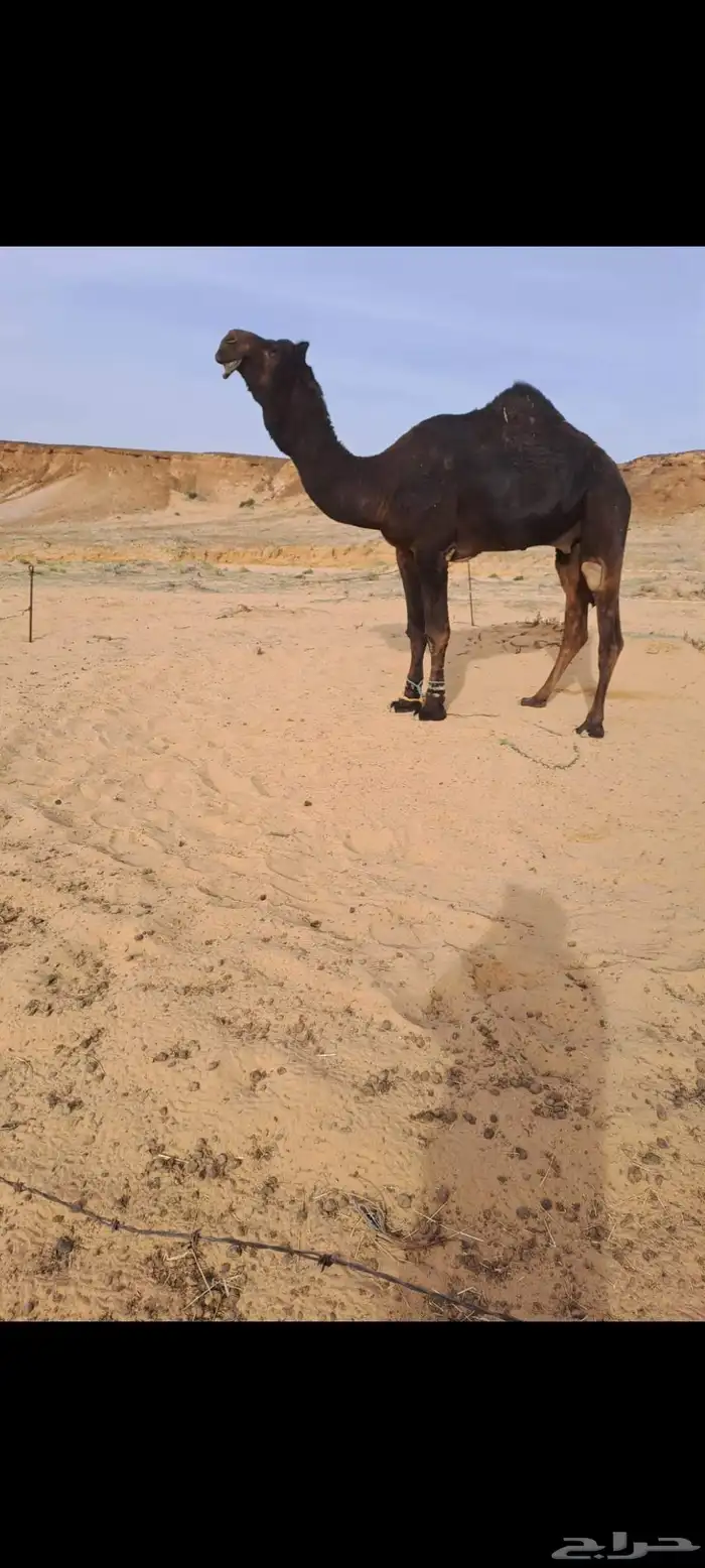 فحل مجهم سنه سدس 1