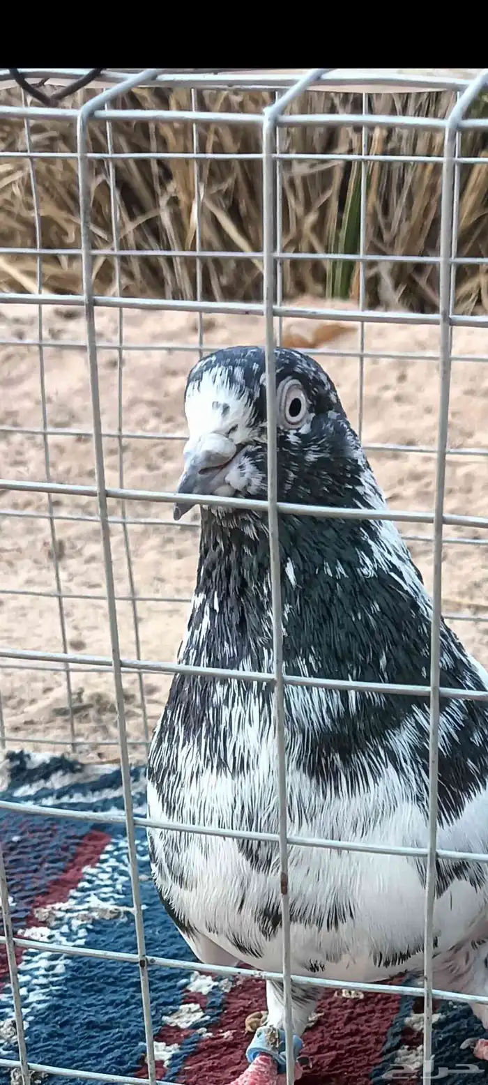 جوز حمام باكستاني تيدي 5