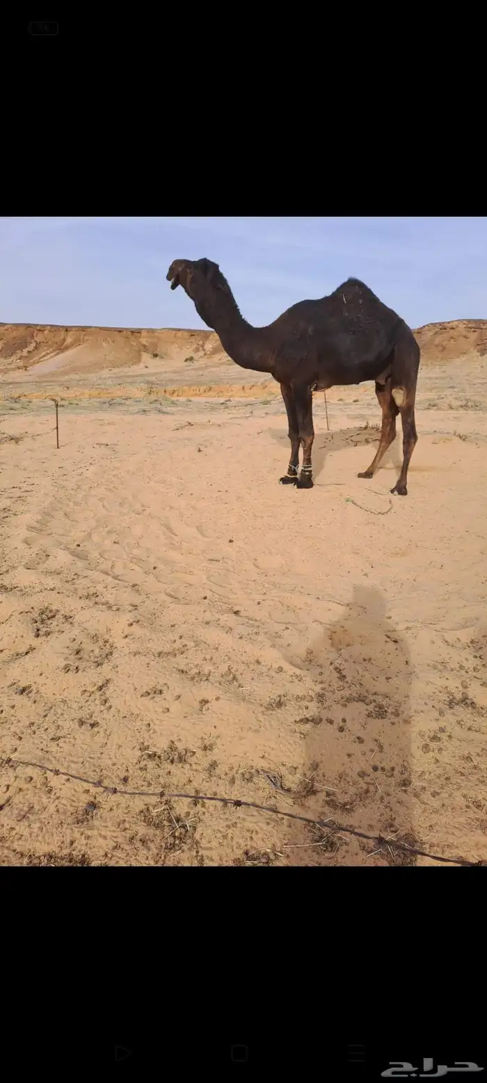 فحل مجهم سنه سدس 0