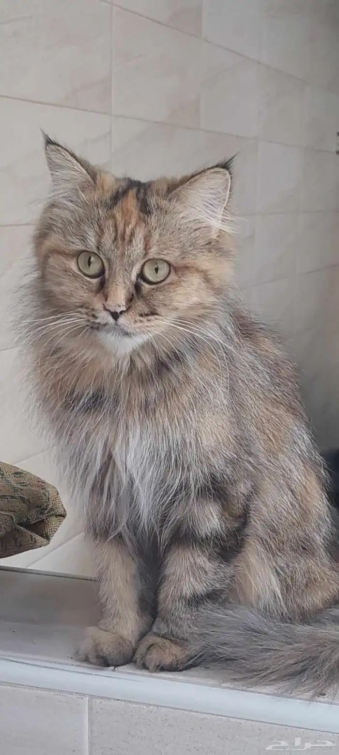 قطة أنثى أليفة للتبني بشكل عاجل 0