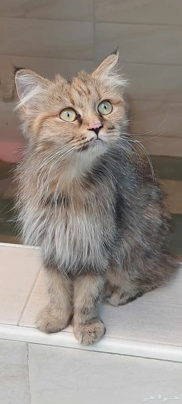 قطة أنثى أليفة للتبني بشكل عاجل 4