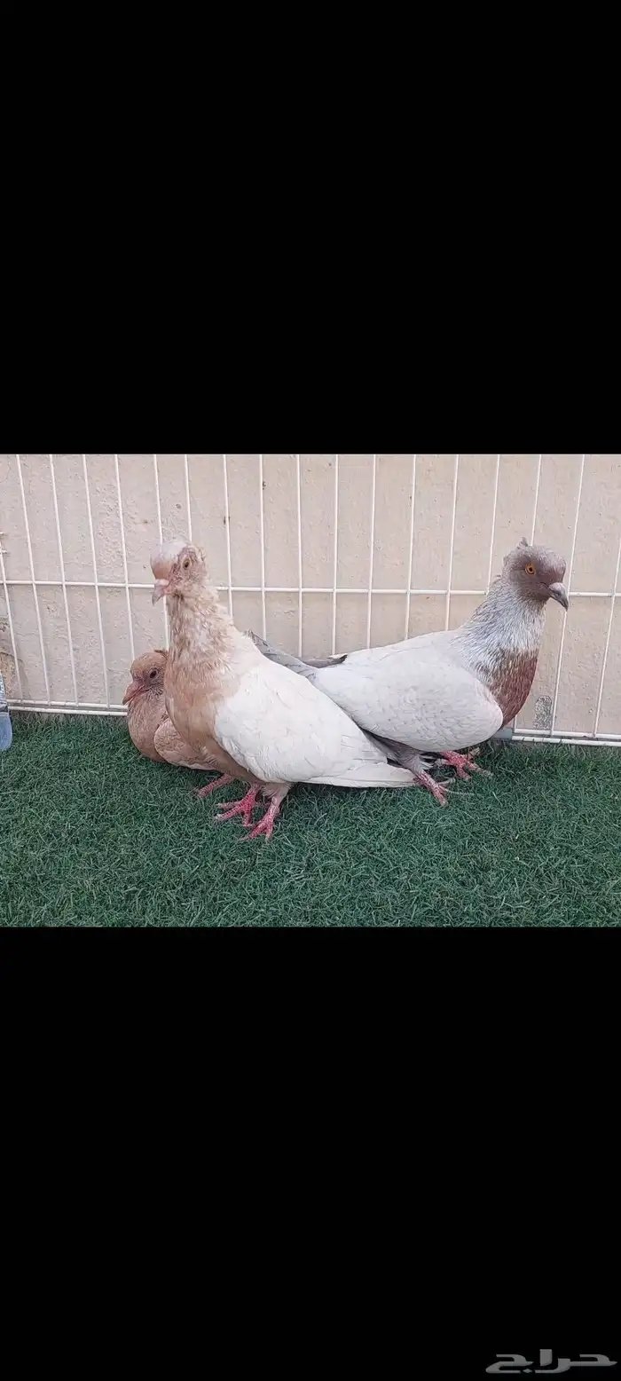 جوزين آرشنجل (نسيم الليل) اورنج بفروخهم 5