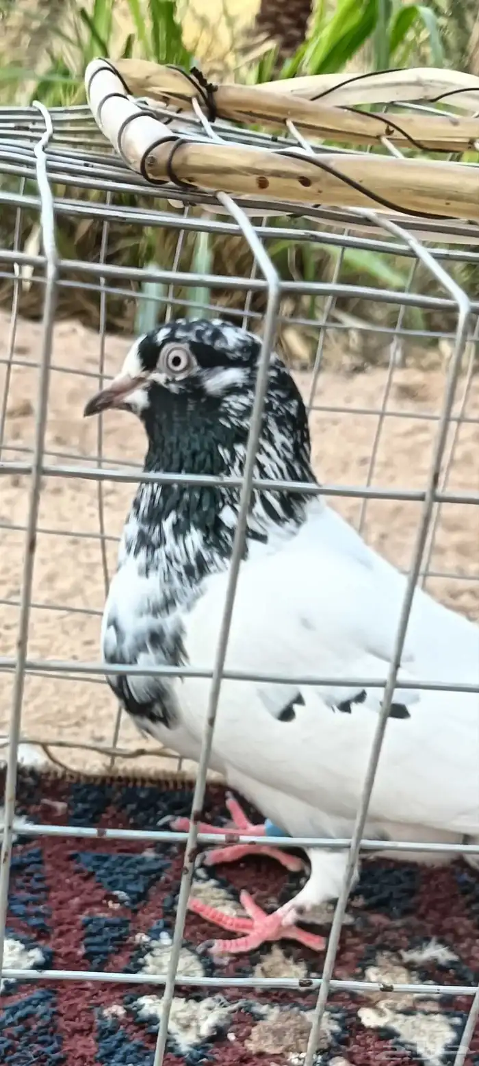 جوز حمام باكستاني تيدي 6