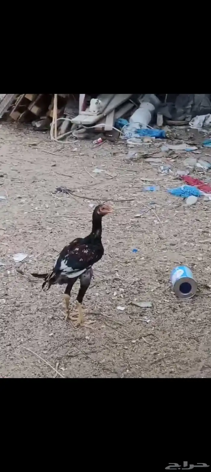 دجاج سندي باكستاني ما شاء الله تبارك الله العمر 7 0