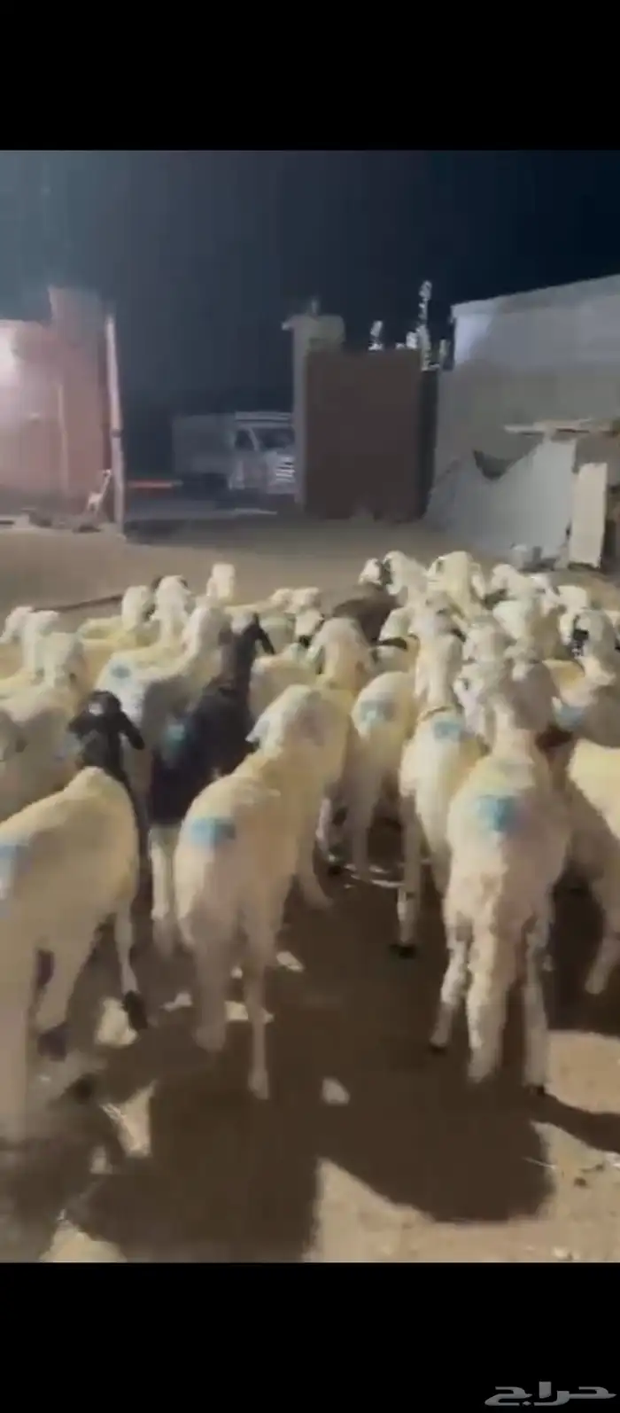 طليان سواكني دمازين 0