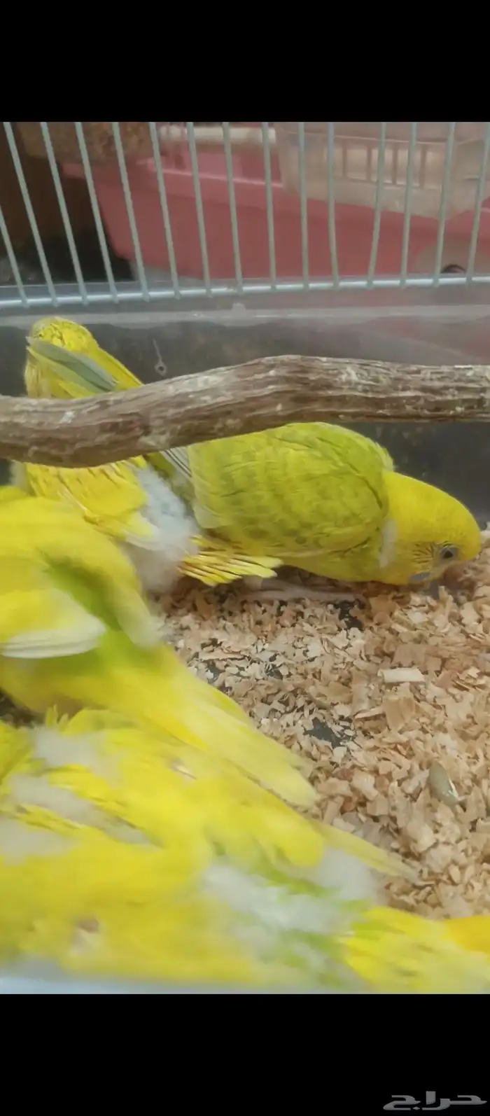 زوج بادجي وفروخه 6