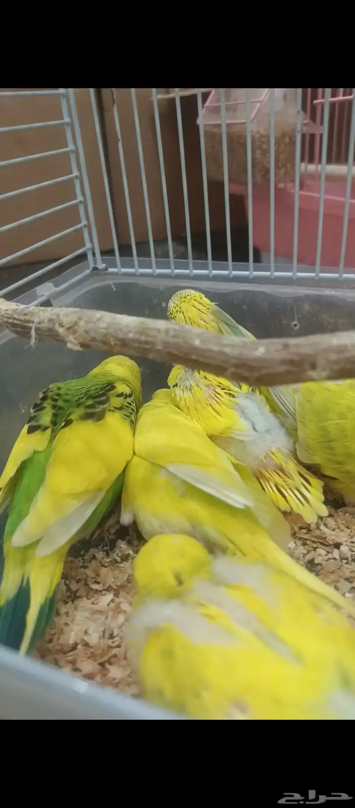 زوج بادجي وفروخه 1