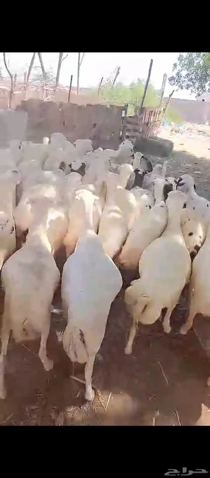 ضان بلدي قرايب برضو في مواليد وسنونه حلوه المشتري الصامل يتو 0