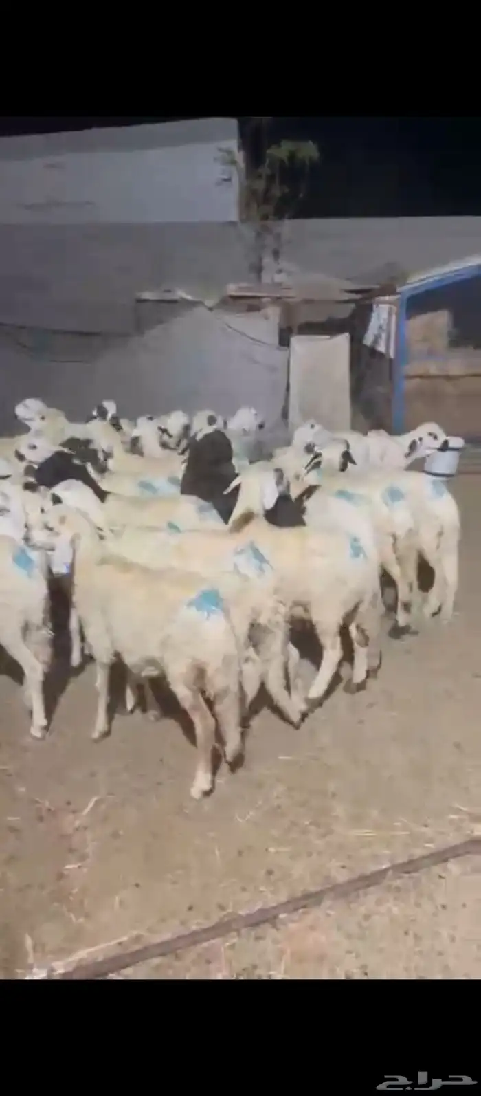 طليان سواكني دمازين 2