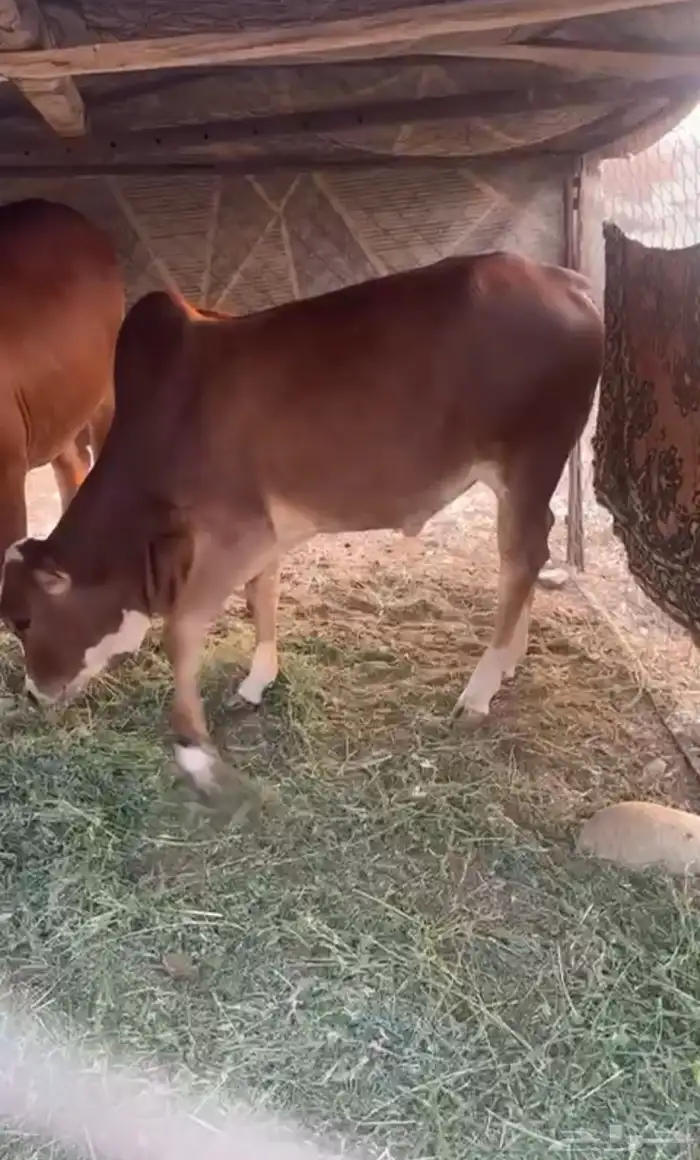 حسيل بلدي مولود عندي عمره 9 اشهر 0