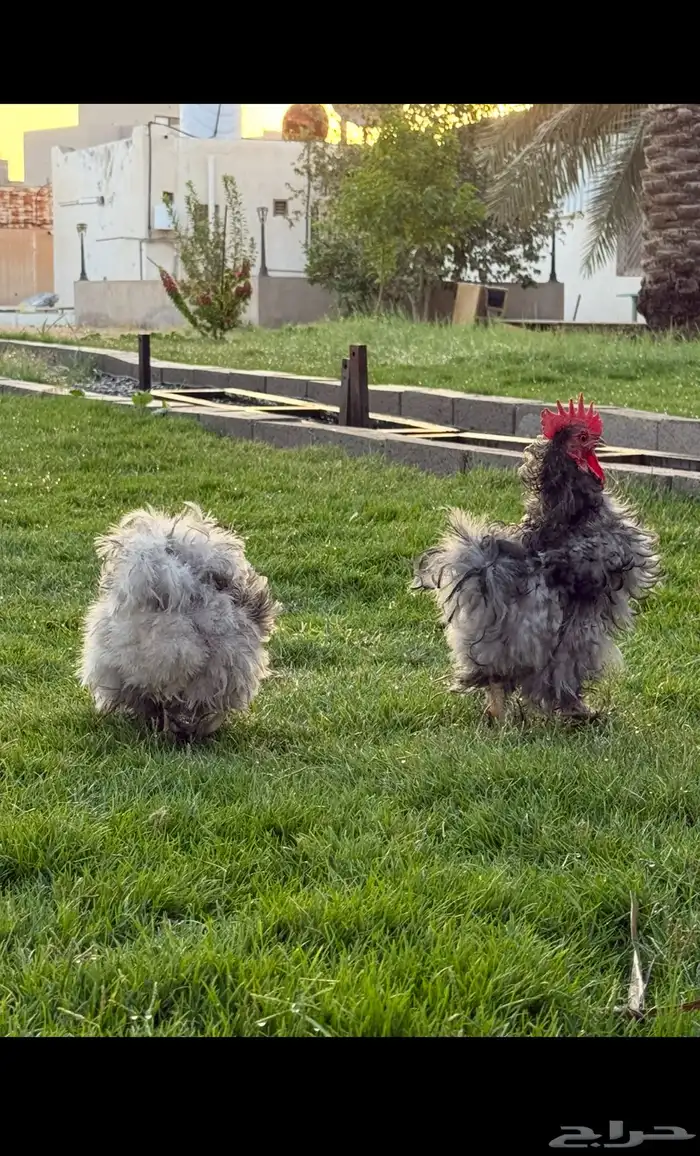 دجاج كوشن مفتل 0