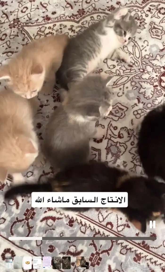 قطة بلدي متربية في المنزل حامل في الشهر الثاني الأب شيرازي 2