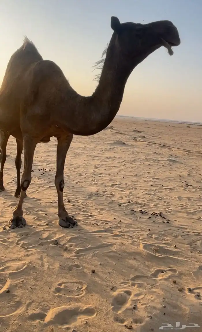 لقحه كفوو ملاقي ولقحه على بعير كفو ولد حاكمان الفصام 0