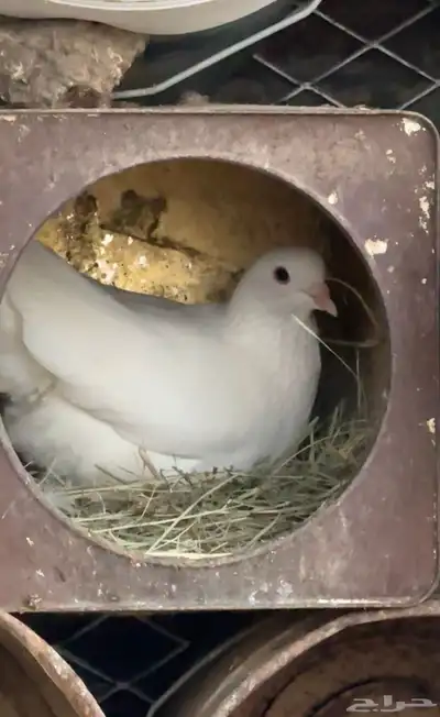 4 اجواز و فردتين مهجن بلدي على فرنسي index