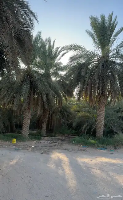 للبيع مزرعه بالخرج الضبيعه مساحه 274 الف index