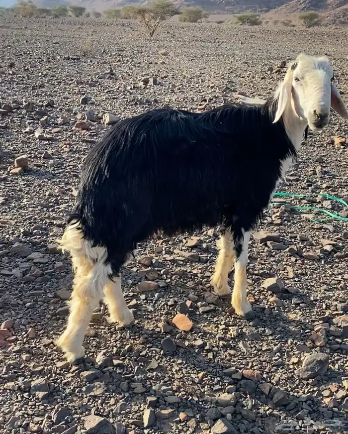 طلي فحل على الشرط نجدي 0