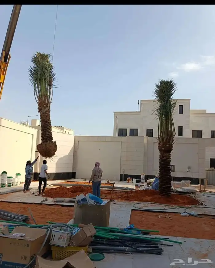 نخل للبيع 3