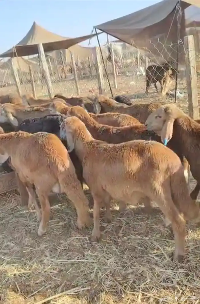 يابلاش سواكني حمري ب 650 ريال فقط 1