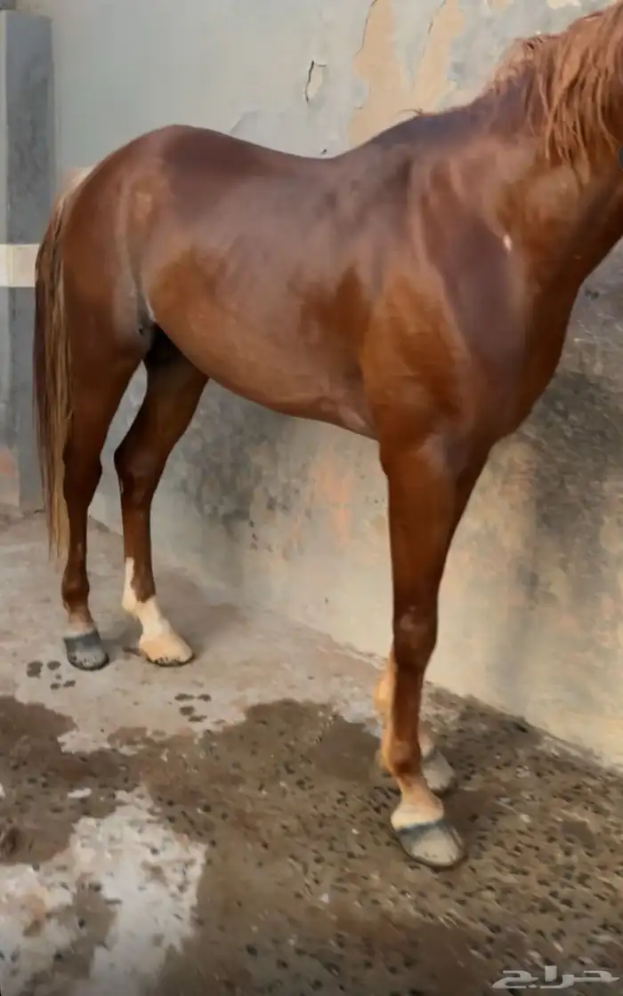 حصان عربي شعبي 3