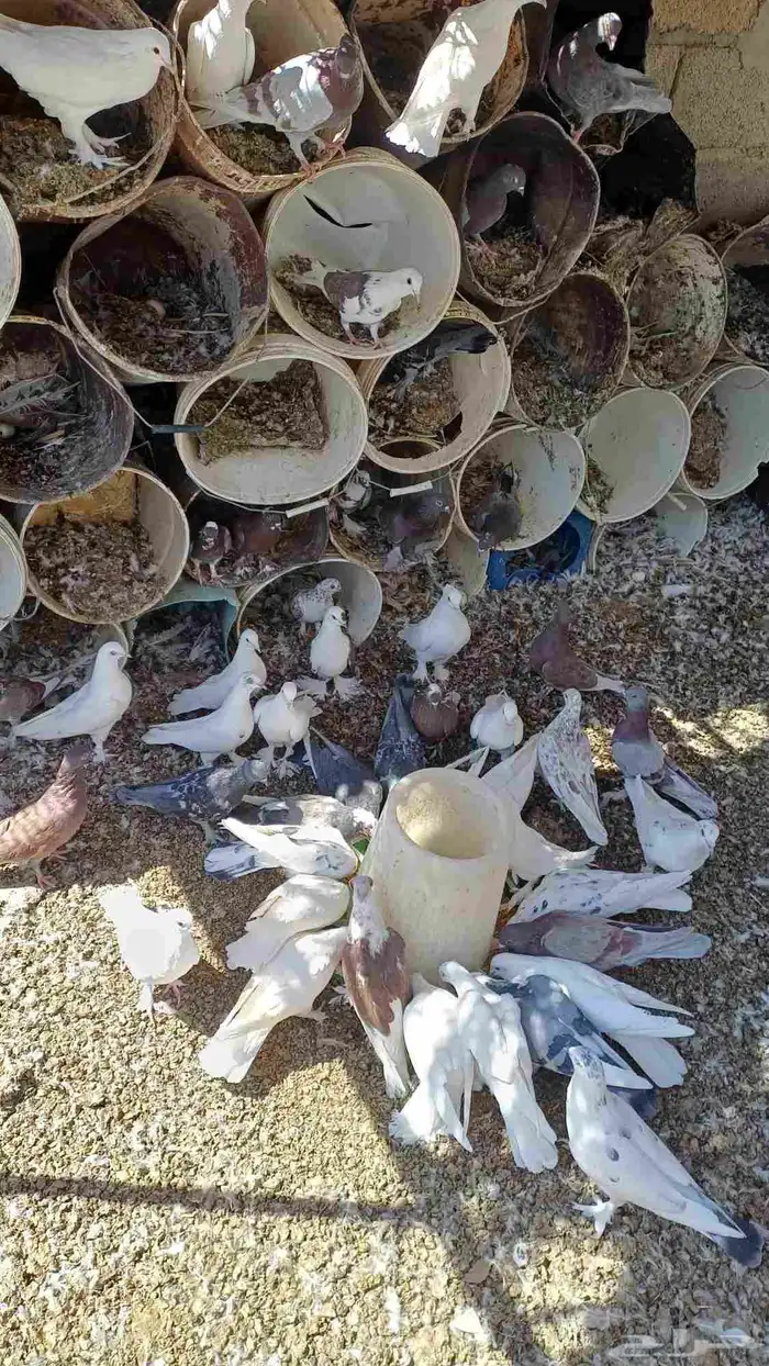 حمام للبيع زاجل ومشكل وسلفر 0