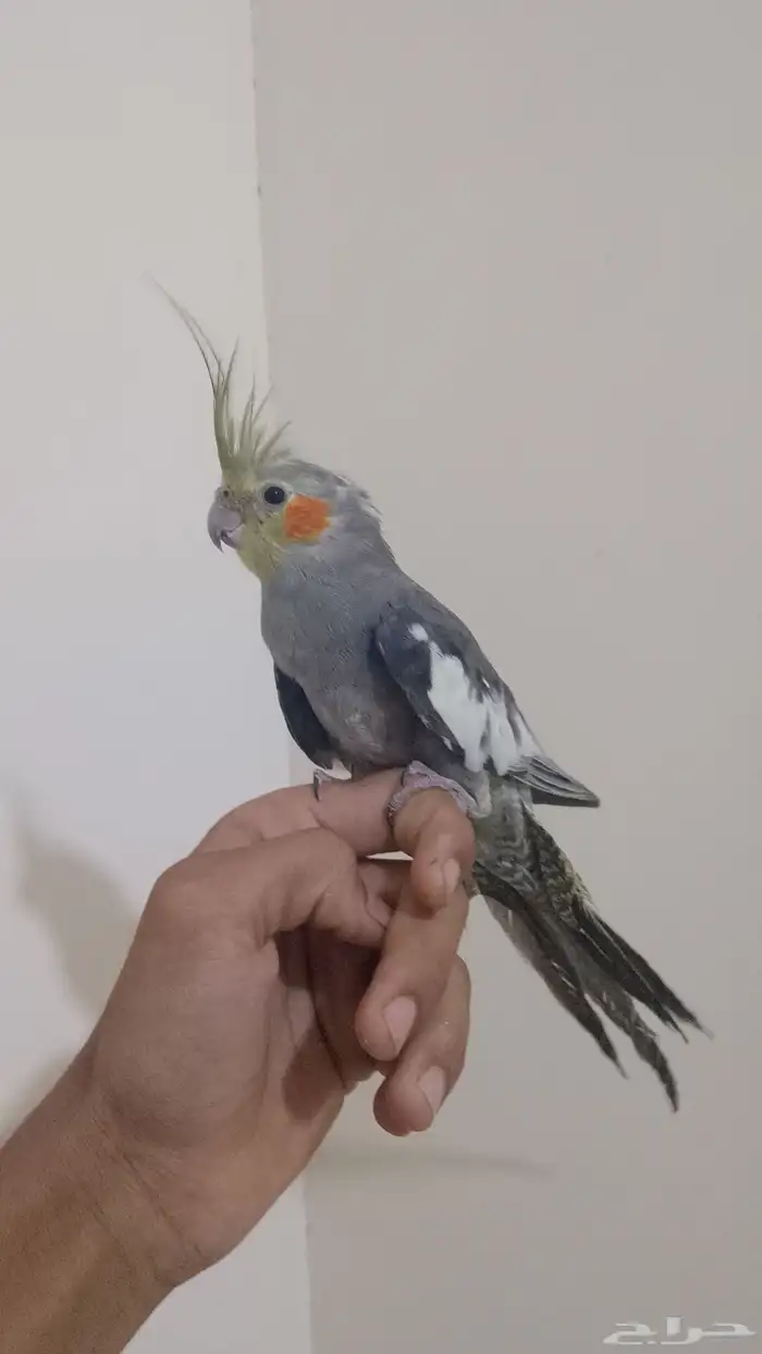 كروان ضاع في سوق السبت بيش 0