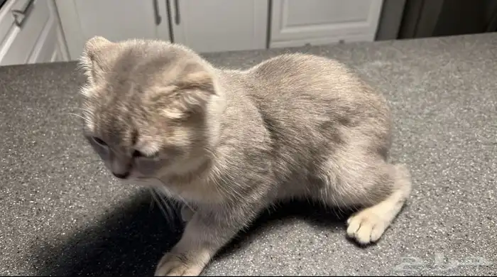 قطوة نوع سوكتش فولد 1