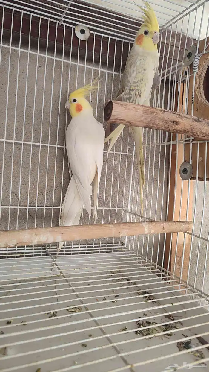 زوج كروان منتج الذكر لتينو والانثى فراشه 3