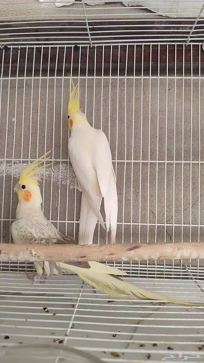 زوج كروان منتج الذكر لتينو والانثى فراشه 0