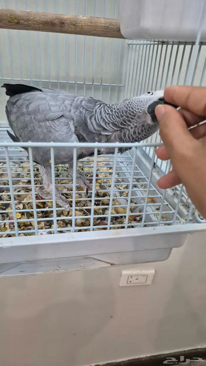 انثى كاسكو متكلمة 0